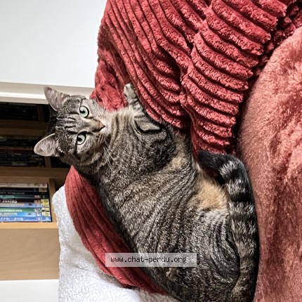 Photo de chat perdu à Carquefou