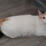 filou