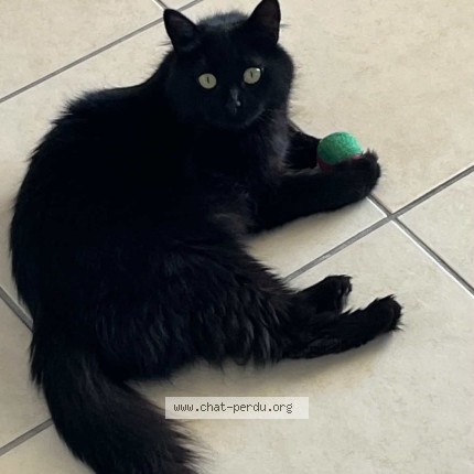 Photo 1/1 Freyja Chat perdu à Toulouse