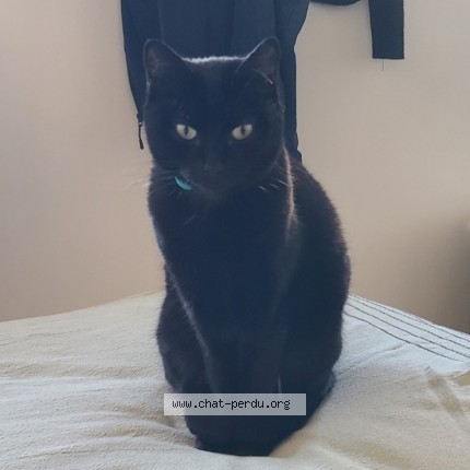 Photo de chat perdu à Equeurdreville