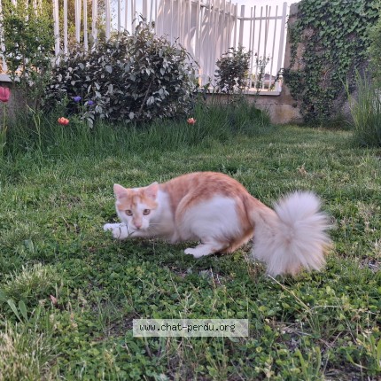 Photo 1/1 Némo Chat perdu à Chaponost
