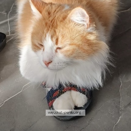 Photo de chat perdu à Saint Fons