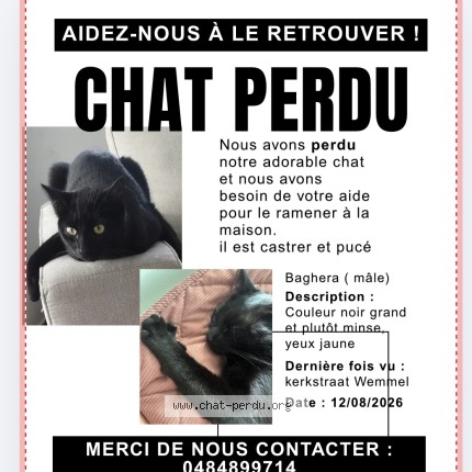 Photo 1/1 Baghera Chat perdu à Wemmel
