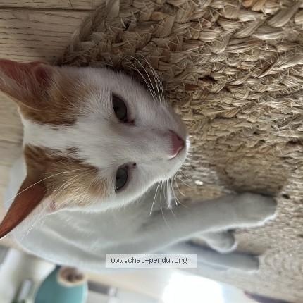 Photo 1/1 Chat trouvé Trouvé à Perigny
