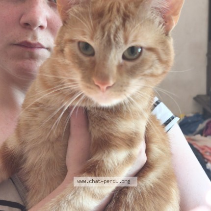 Photo de chat perdu à Jolivet
