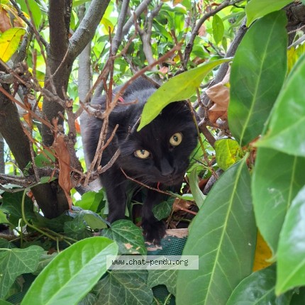 Photo de chat perdu à Decines Charpieu
