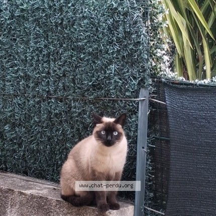 Photo 1/1 belle Chat perdu à Nice