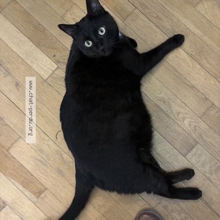 Photo 2/2 maxou Chat perdu à Le Plessis Belleville
