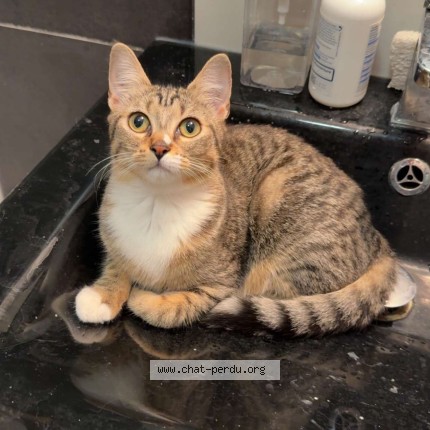 Photo 1/1 nala Chat perdu à Lyon