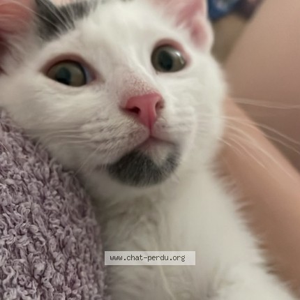 Photo de chat perdu à Alfortville