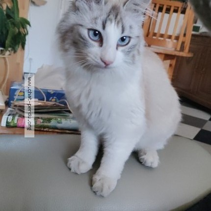 Photo de chat perdu à Vaulx En Velin
