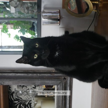 Photo 1/1 Chat retrouvé Perdu à Bouxwiller