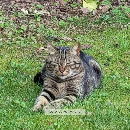 Photo de chat retrouvé à Saint Gilles