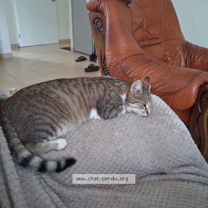 Photo de chat perdu à St Pancrace