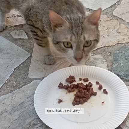 Photo de chat trouvé à Marseille