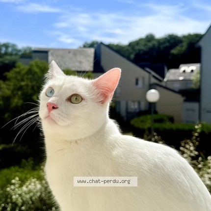 Photo de chat perdu à Vigneux Sur Seine