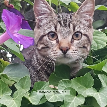 Photo de chat perdu à Anglet
