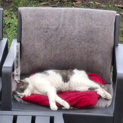 Photo de chat perdu à Bondy