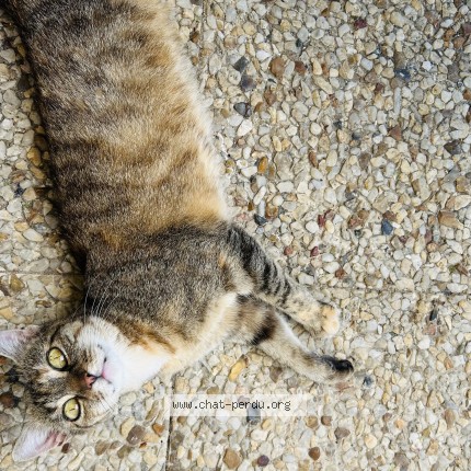 Photo de chat trouvé à La Faute Sur Mer