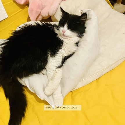 Photo 4/4 Chat retrouvé Perdu à Saint Philbert De Grand Lieu
