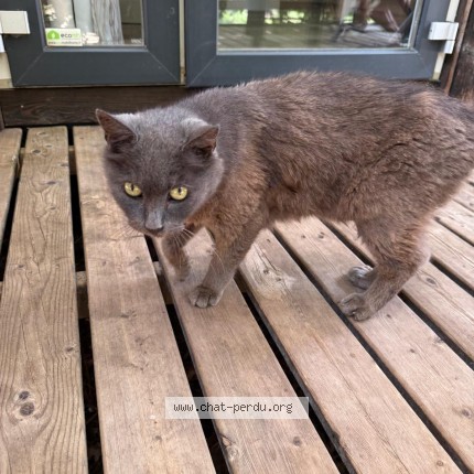 Photo de chat trouvé à Biscaros Lac