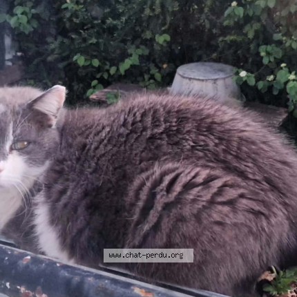 Photo 1/1 Chat retrouvé Perdu à Bourges