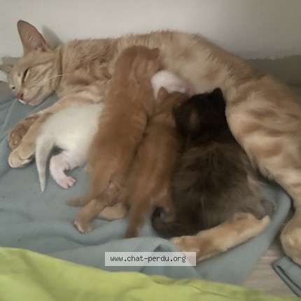 Photo de chat perdu à Aurillac