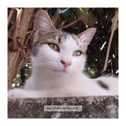 Photo 1/1 Chat trouvé Trouvé à Chalon Sur Saone