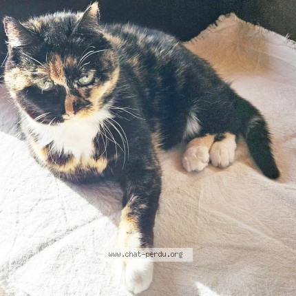 Photo de chat perdu à La Rochelle