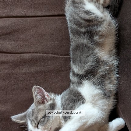 Photo de chat retrouvé à Mordelles