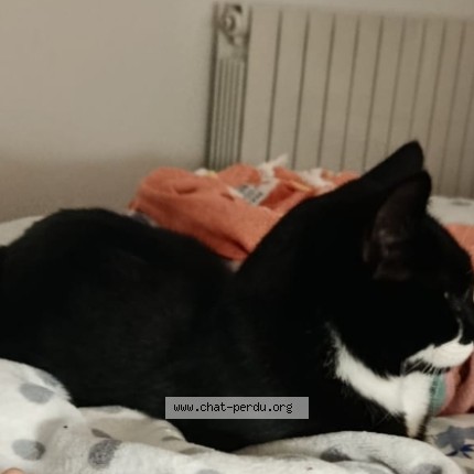 Photo de chat perdu à Echalas
