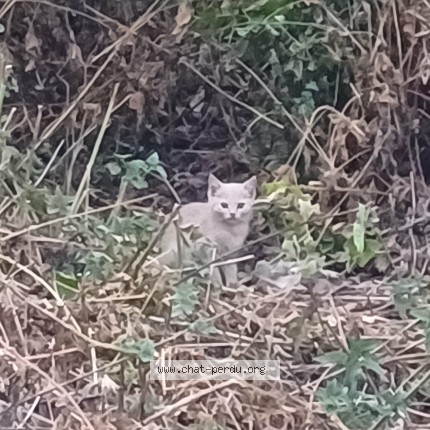 Photo 1/1 Chat trouvé Trouvé à Erpent