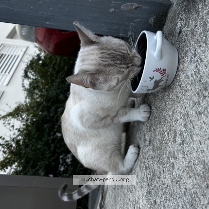 Photo de chat trouvé à Gradignan