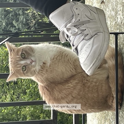 Photo de chat perdu à Sete