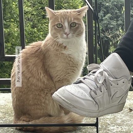 Photo 1/1 angelo Chat perdu à Sete