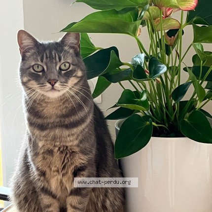 Photo de chat retrouvé à Besancon