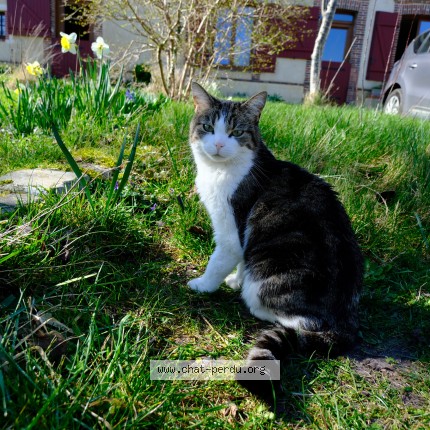 Photo de chat perdu à Luray