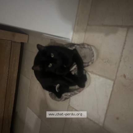 Photo 1/1 naguy Chat perdu à Plan Du Var
