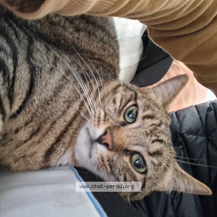 Photo de chat perdu à Aimargues