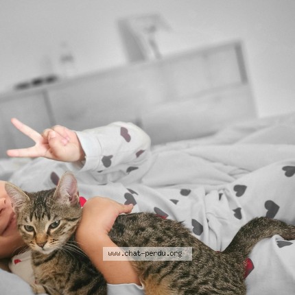 Photo de chat perdu à Frantignan