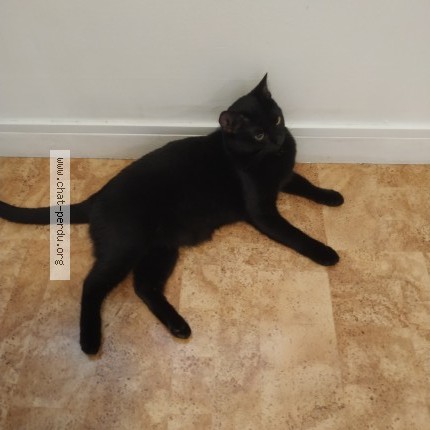 Photo de chat perdu à Chantonnay