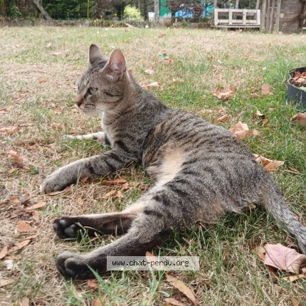 Photo de chat retrouvé à Saintes