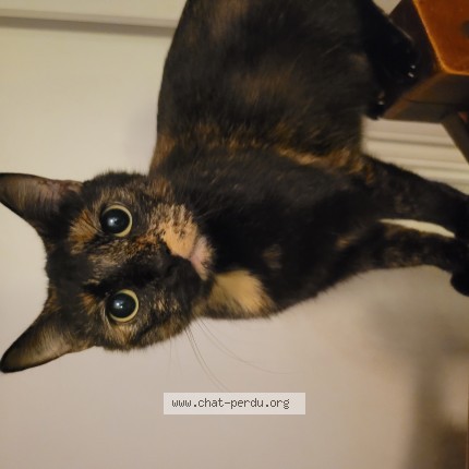 Photo de chat perdu à Mas Grenier