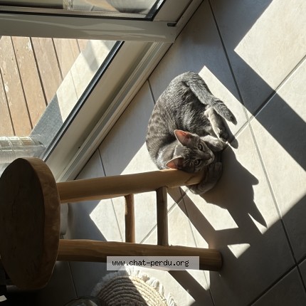 Photo de chat retrouvé à Benejacq