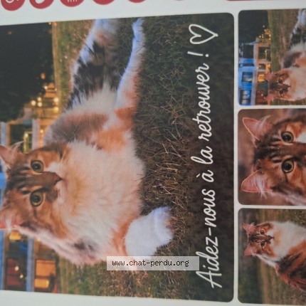 Photo 1/1 Molly Chat perdu à Mons