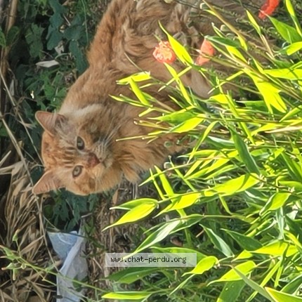 Photo 1/1 Chat trouvé Trouvé à Roques