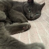 Miko