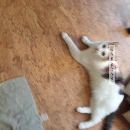 Photo de chat perdu à Grande Synthe