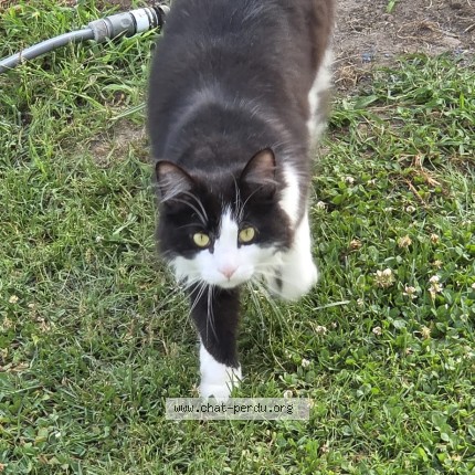 Photo 1/1 twix Chat perdu à St Geours De Maremne
