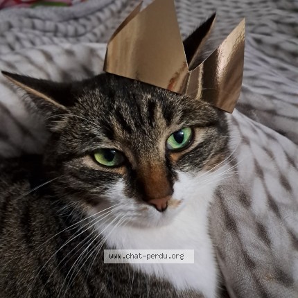 Photo de chat retrouvé à 5340 Gesves